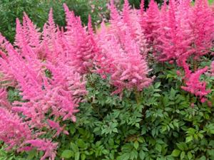 Hochzeitsblumen Sommer Astilben