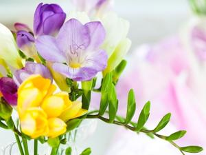 Hochzeitsblumen Sommer Freesien