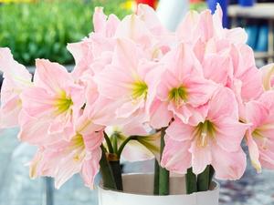 Hochzeitsblumen Winter Amaryllis