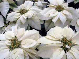 Hochzeitsblumen Winter Weihnachtsstern