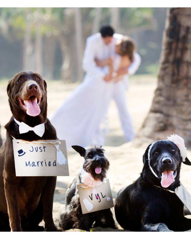 Beispielfoto Brautpaar mit Hunden